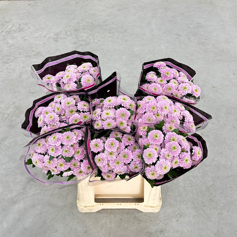 Хризантема "Летсгоу Пінк"