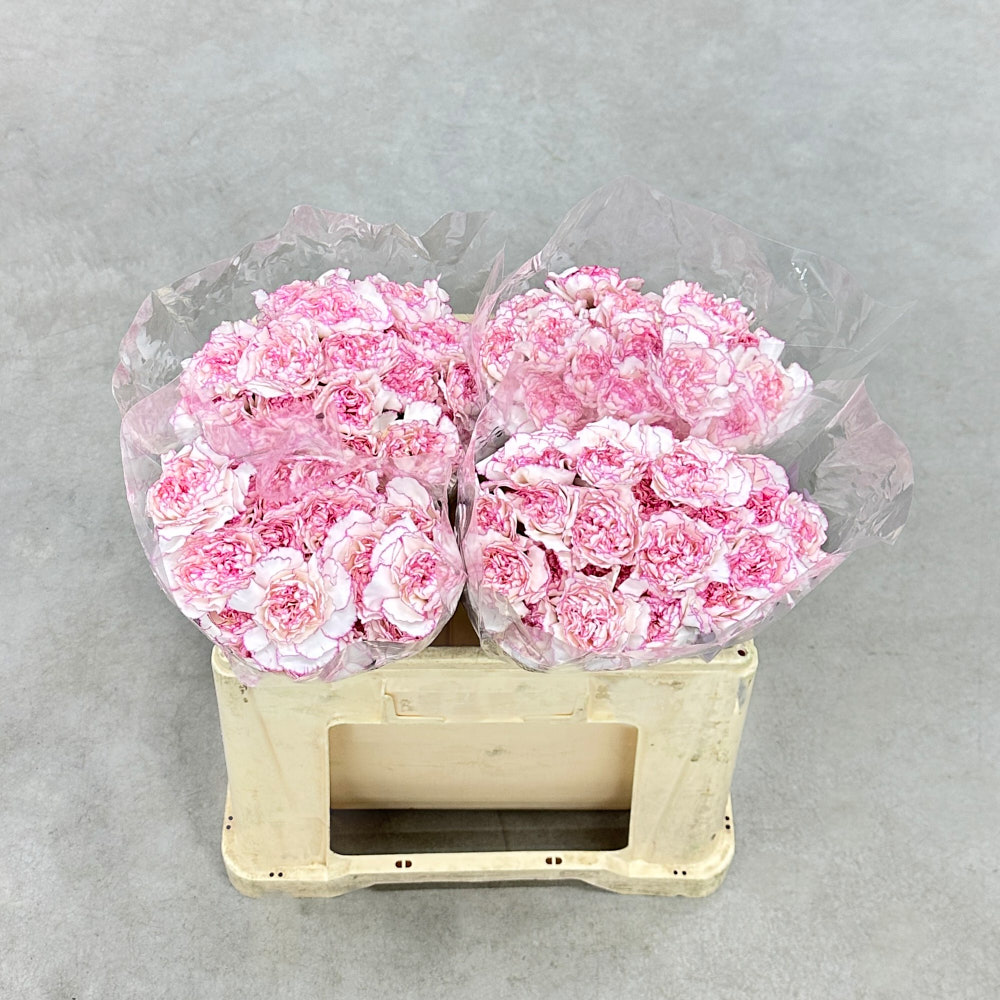 Гвоздика "Пастель Дамаску"