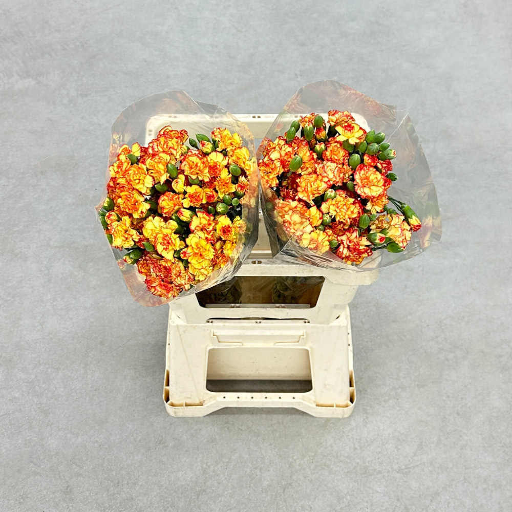 Гвоздика кущова "Жовто-червона"