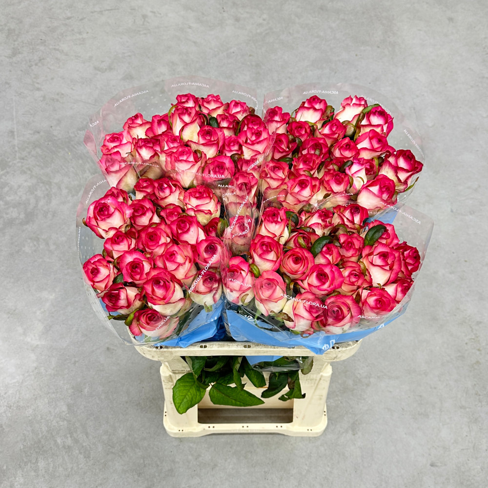 Троянда "Джумілія" 80 см.