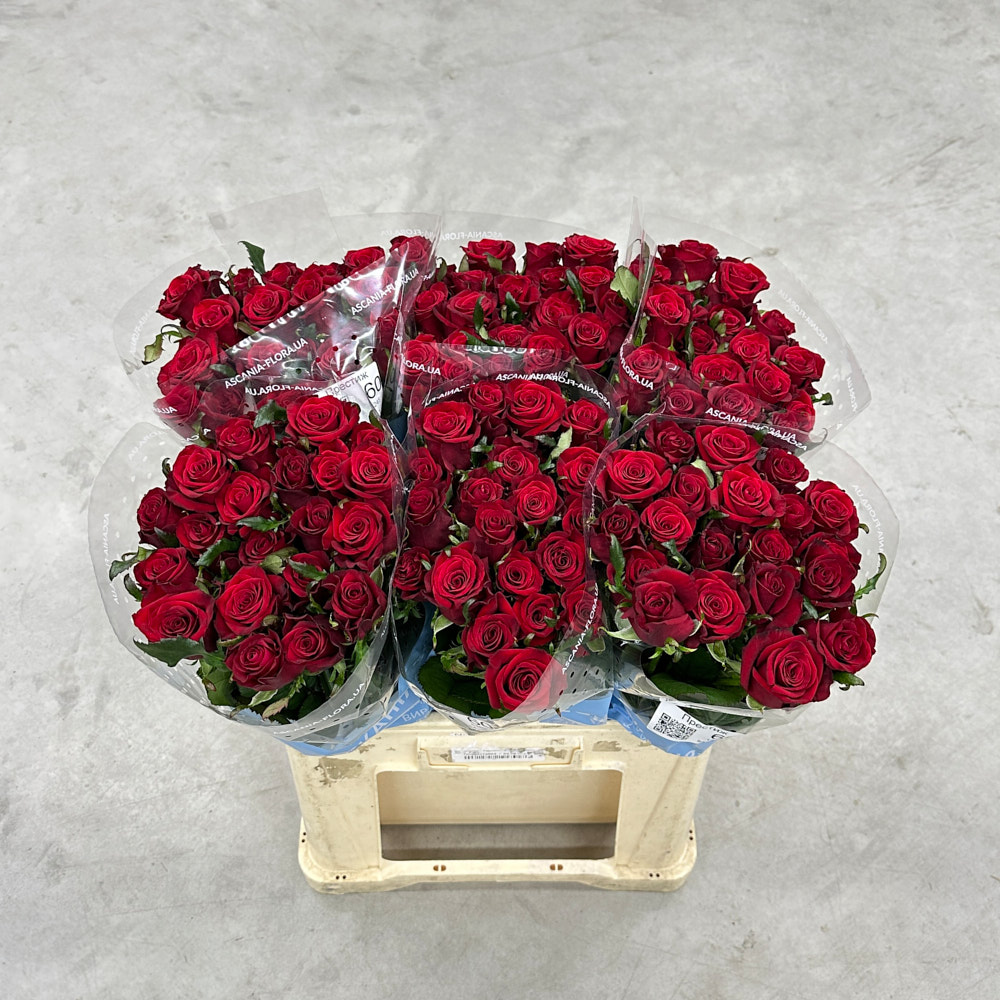 Троянда "Престиж" 60 см.