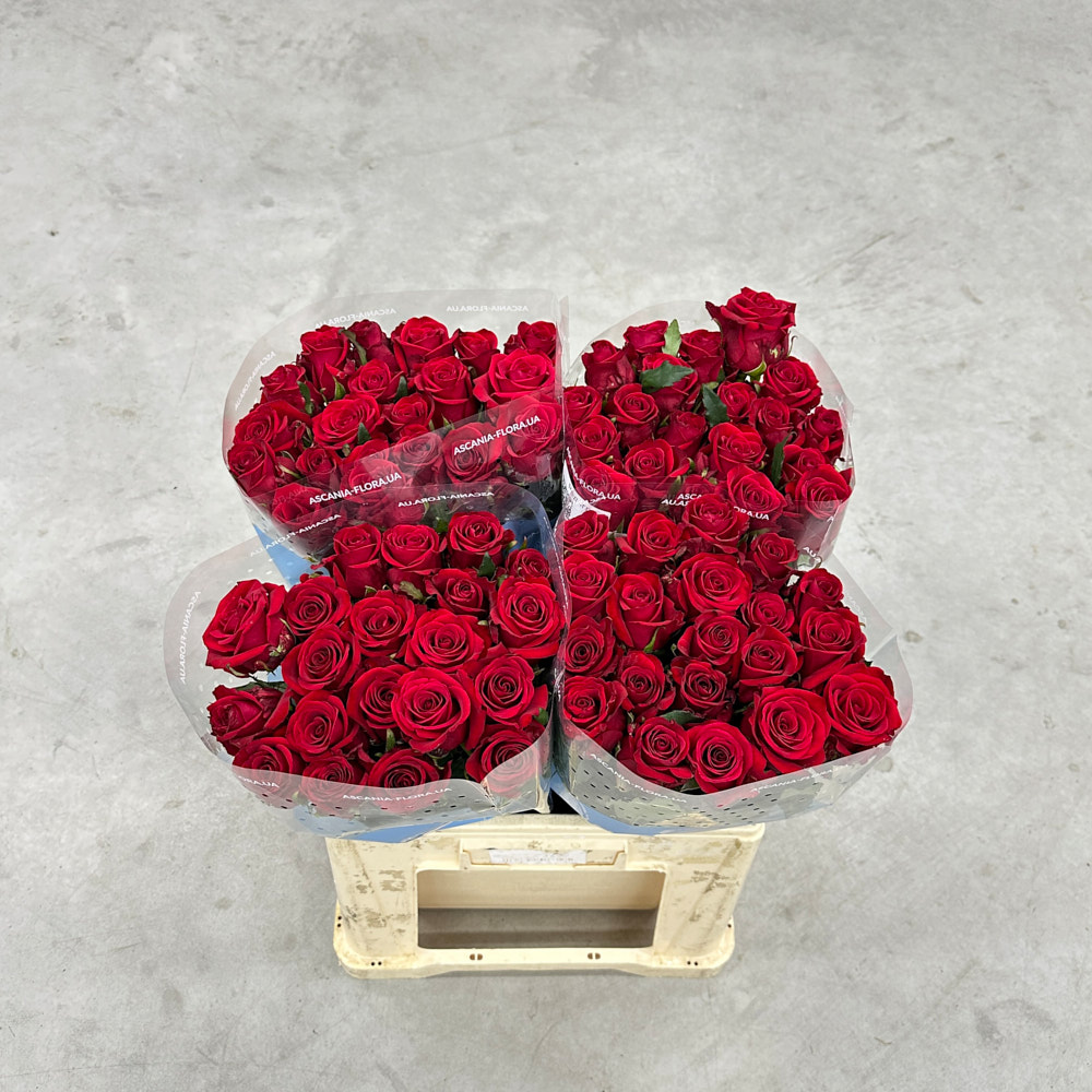 Троянда "Ред Ігл" 60 см.