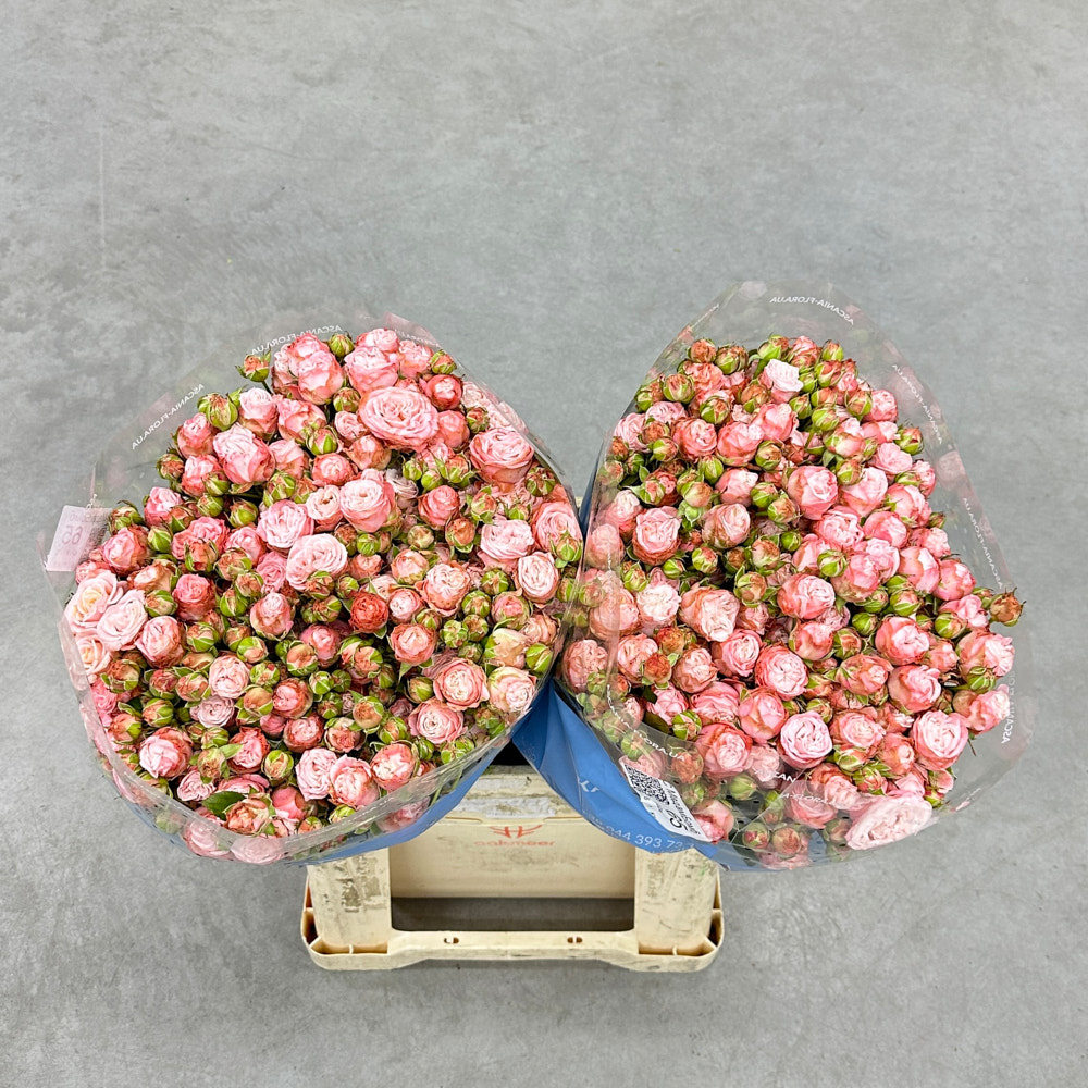 Троянда "Мадам Бомбастік" 65 см.