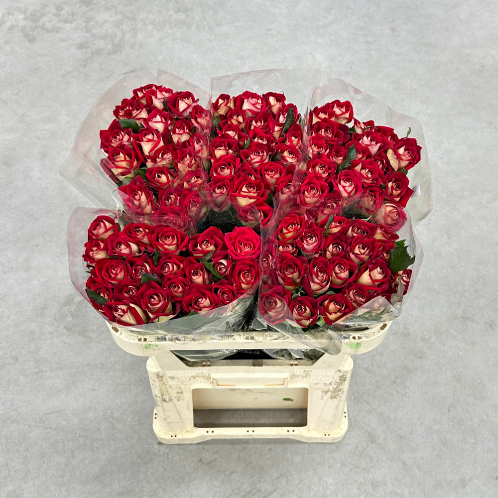 Троянда "Нью Фешн" 70 см.