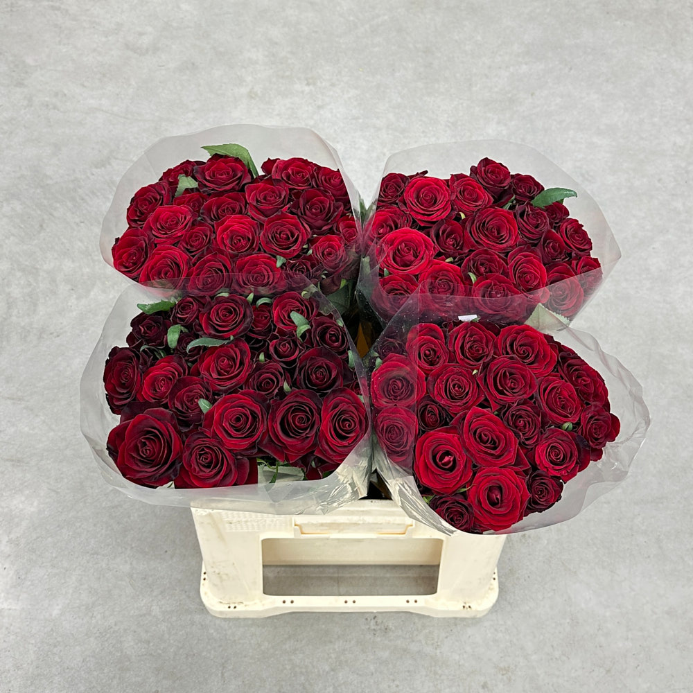 Троянда "Гран Прі" 60 см.