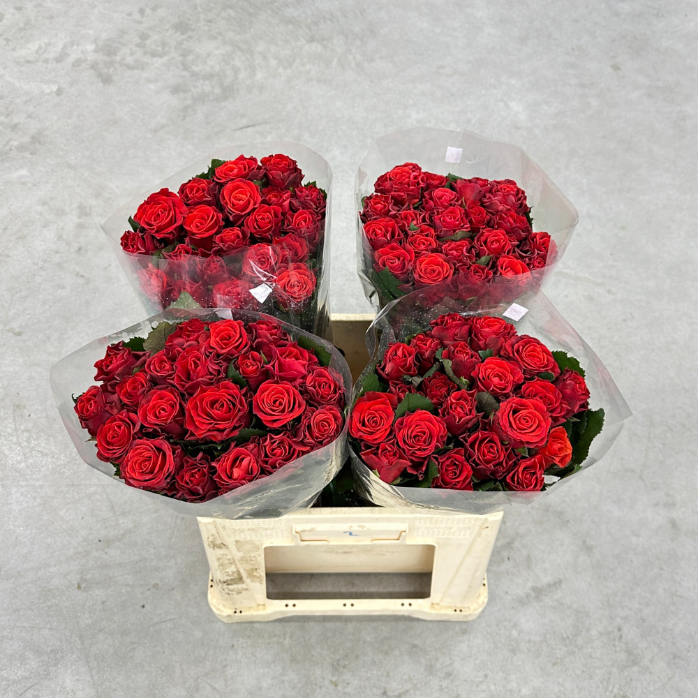 Троянда "Ель Торо" 60 см.