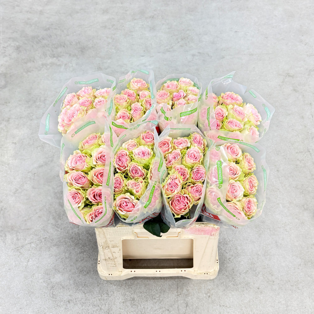 Троянда "Фрутетто" 60 см.