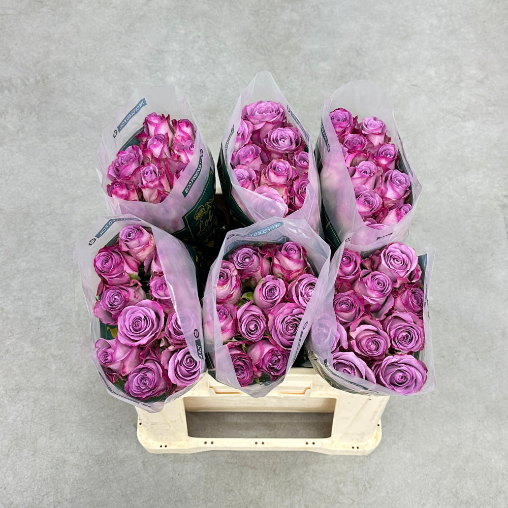 Троянда "Триллер" 60 см.