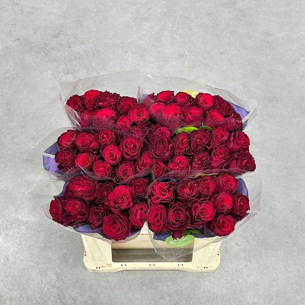 Троянда "Родос" 50 см.