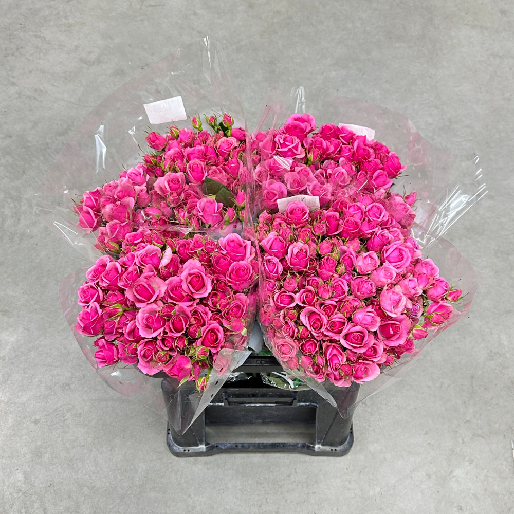 Троянда "Алексін" 70 см.