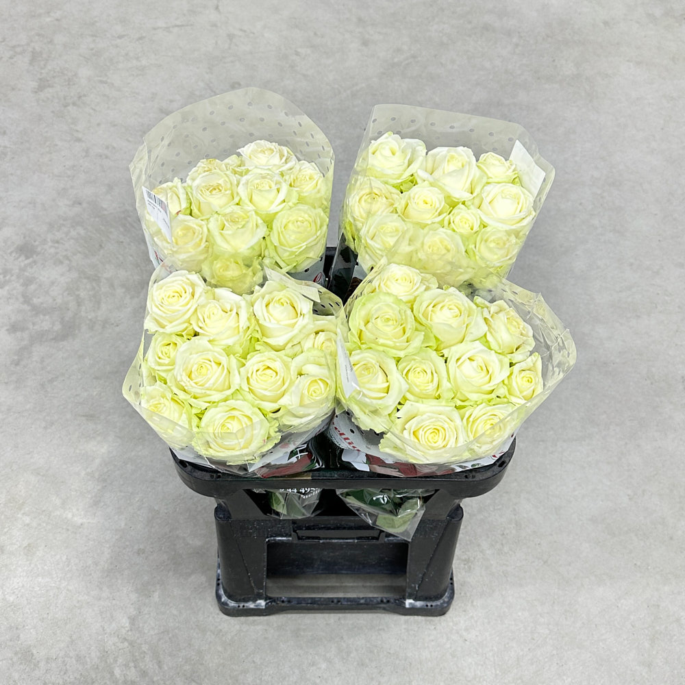 Троянда "Аваланч" 80 см.