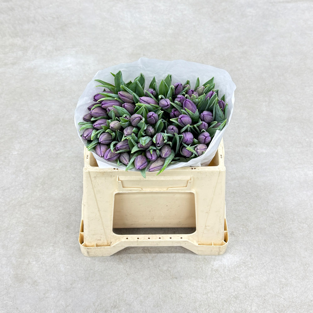 Тюльпан "Буліт"