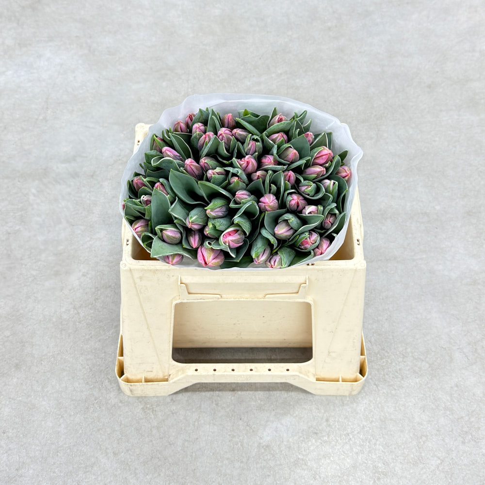 Тюльпан "Прітті Принцесс"