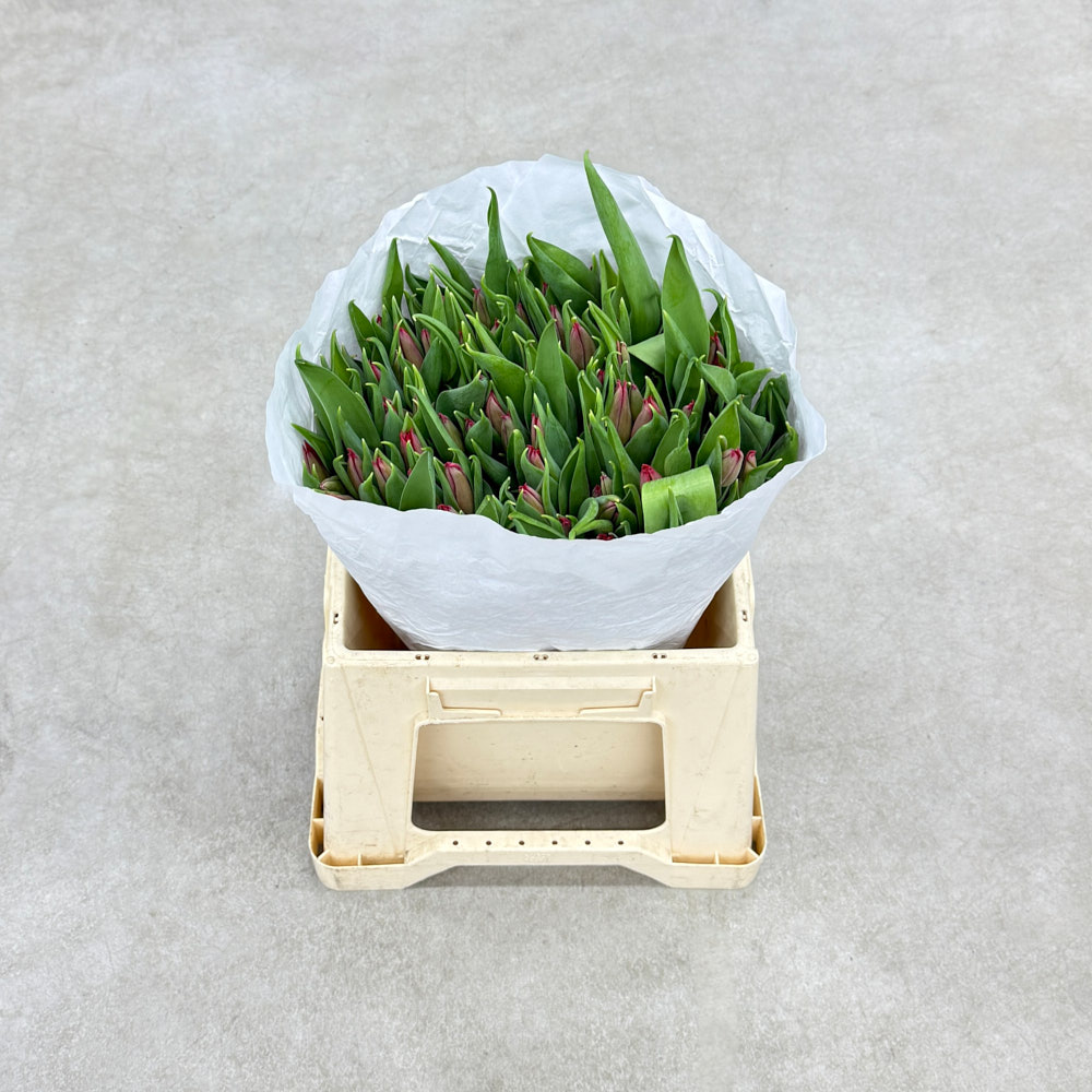 Тюльпан "Стронг лав"