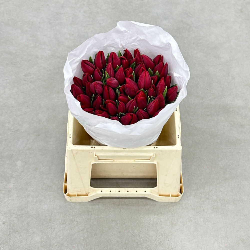 Тюльпан "Стронг Лав" екстра