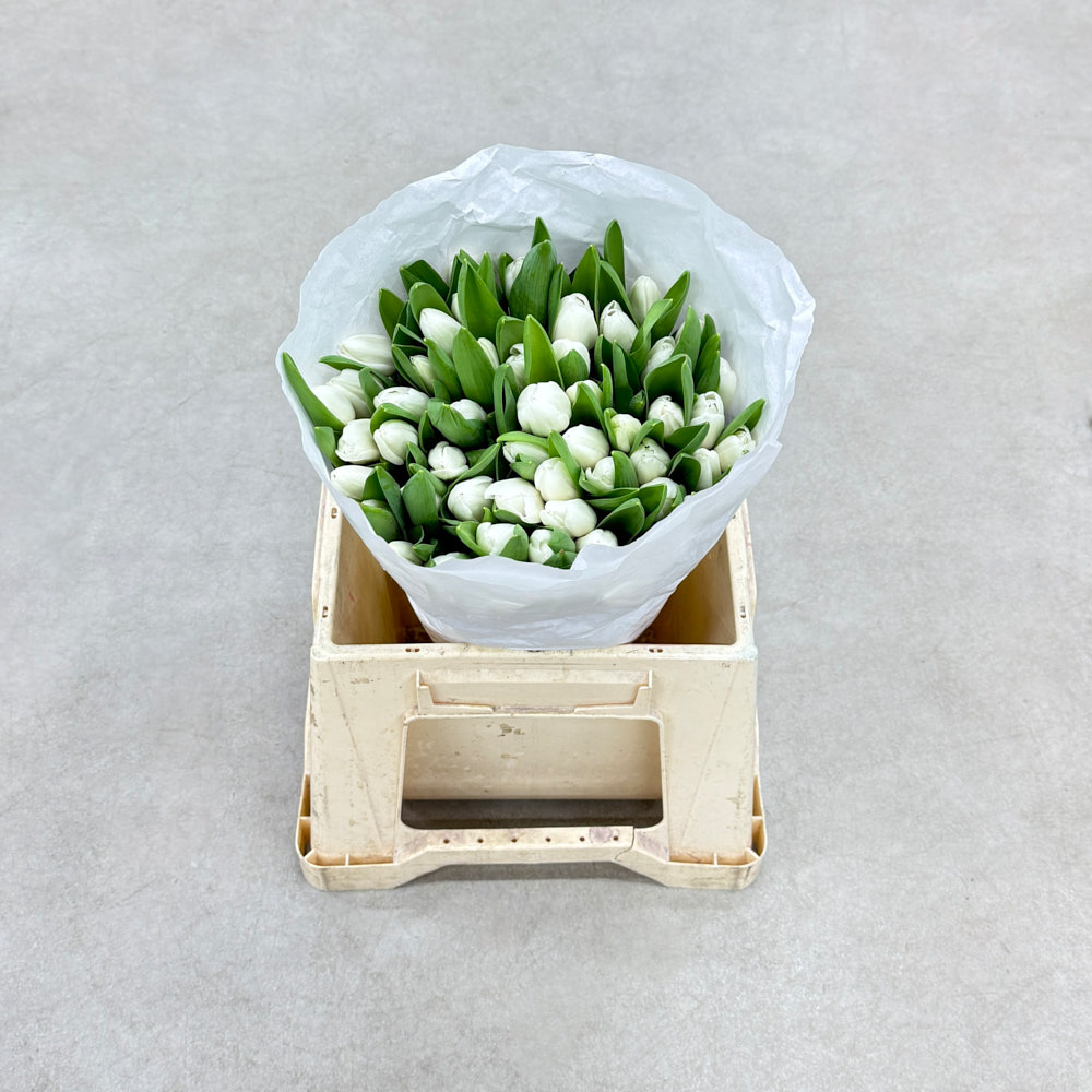 Тюльпан "Роял вірджин" екстра