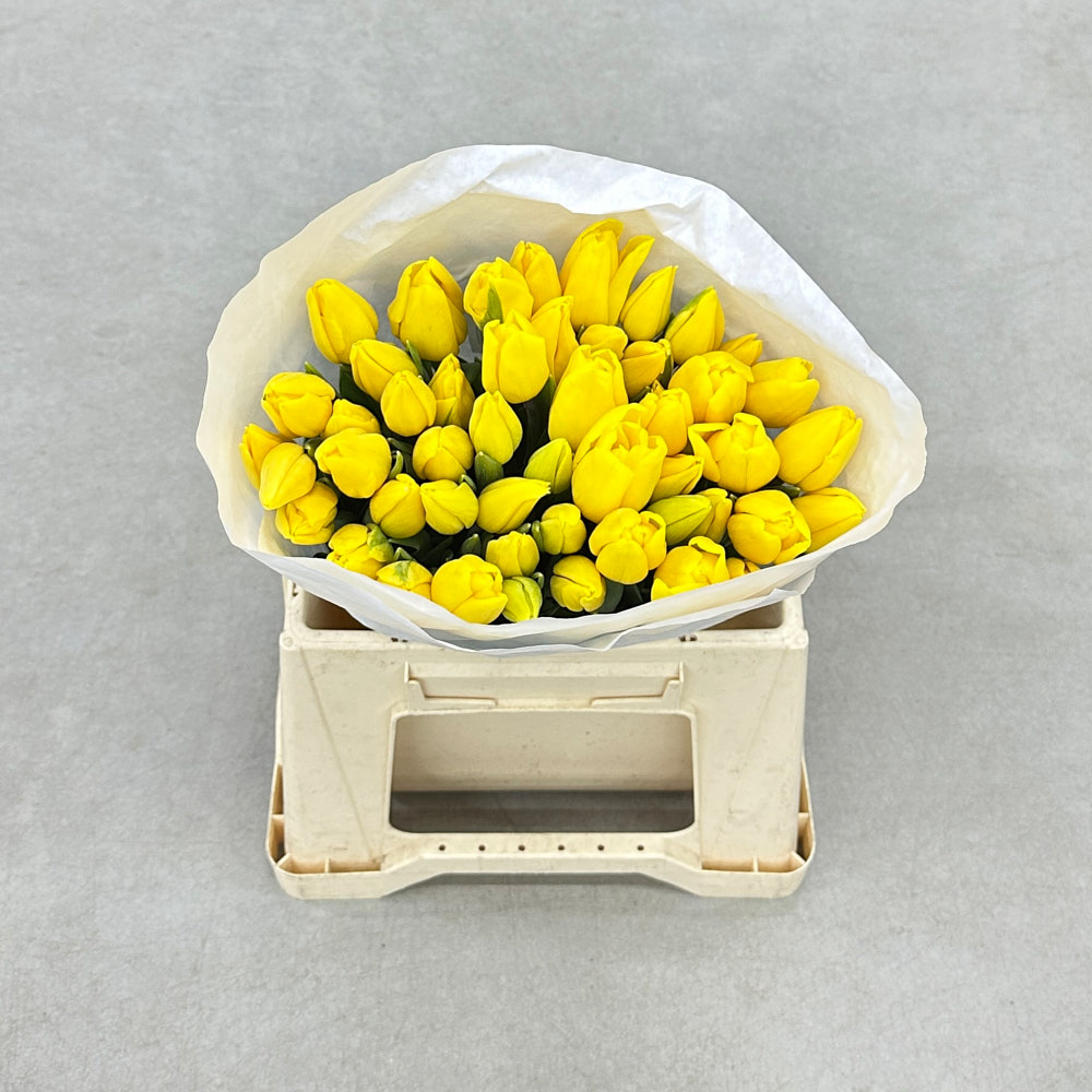 Тюльпан "Стронг Голд" екстра