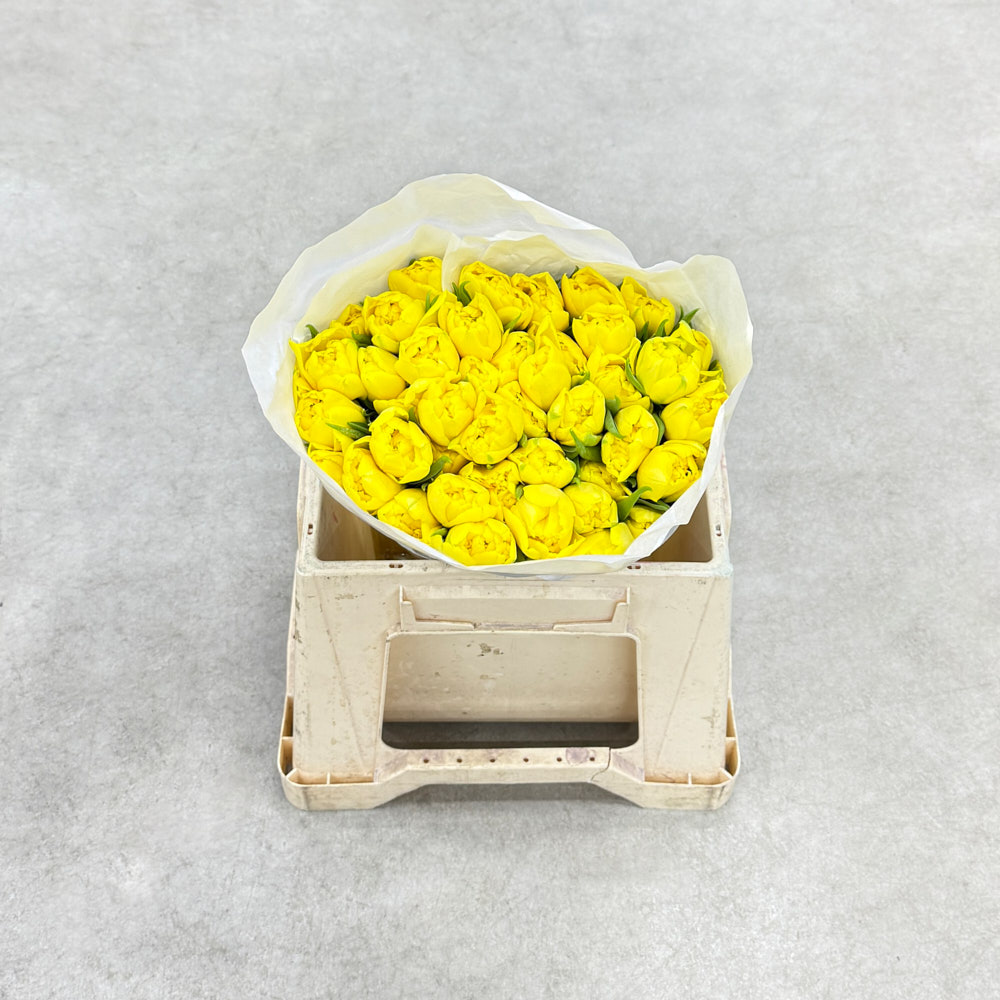 Тюльпан "Нікон" екстра