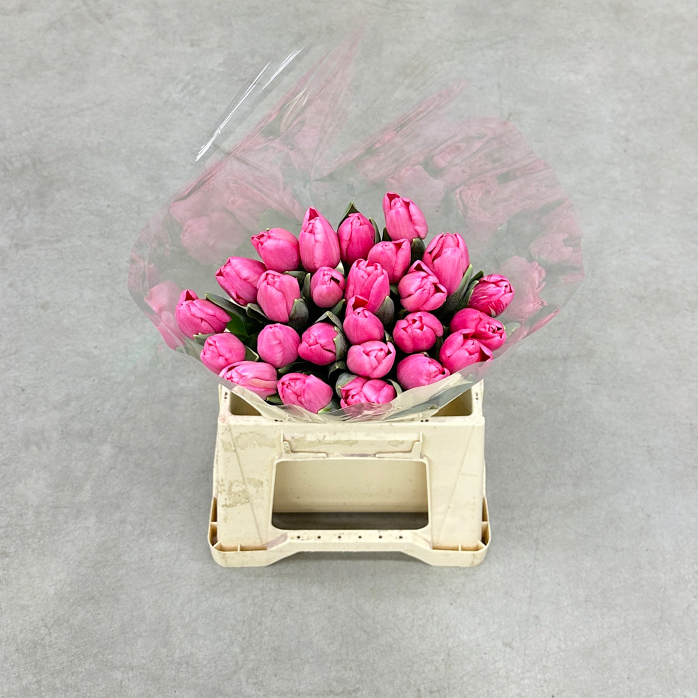 Тюльпан "Сіссі"