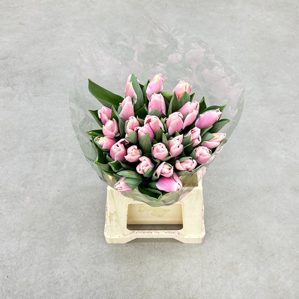 Тюльпан "Альгарве"