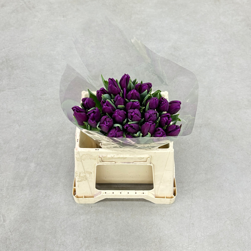 Тюльпан "Лаптоп"