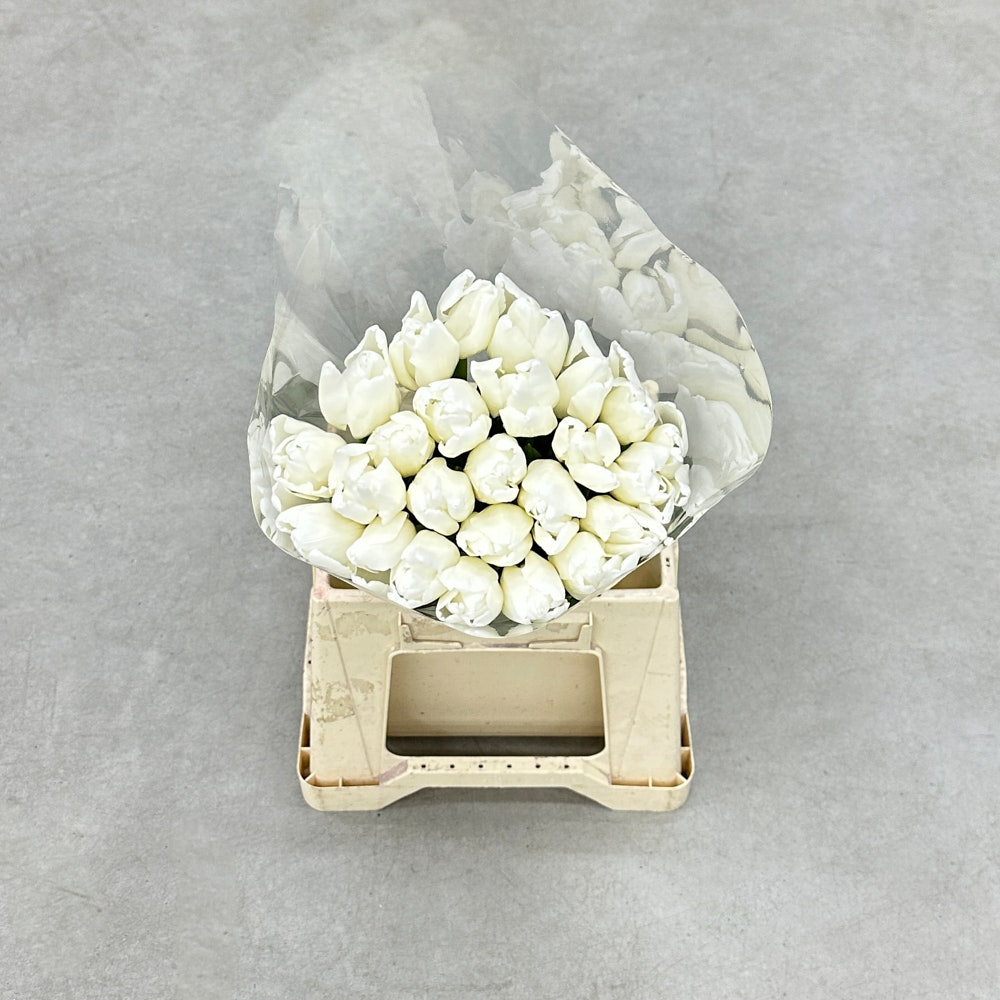 Тюльпан "Альбатрос"