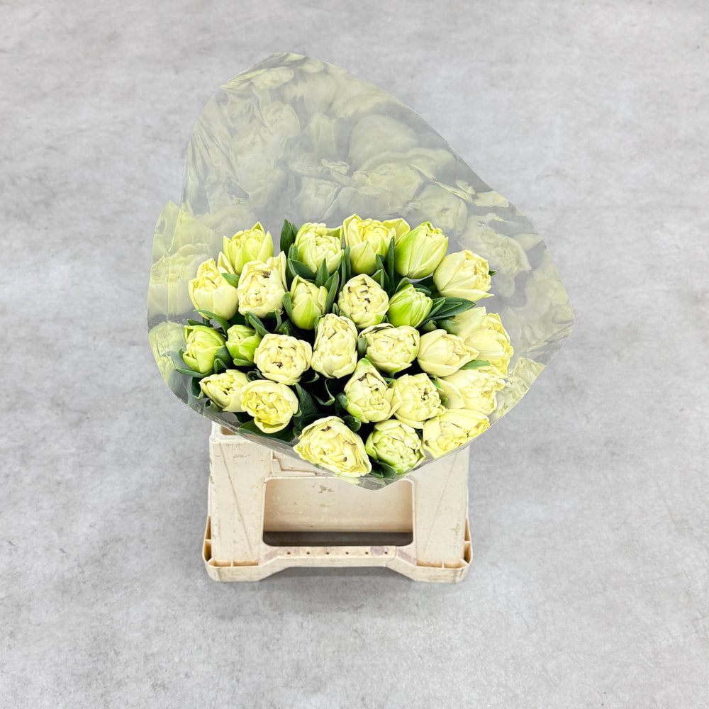 Тюльпан "Авангард піоновидний"