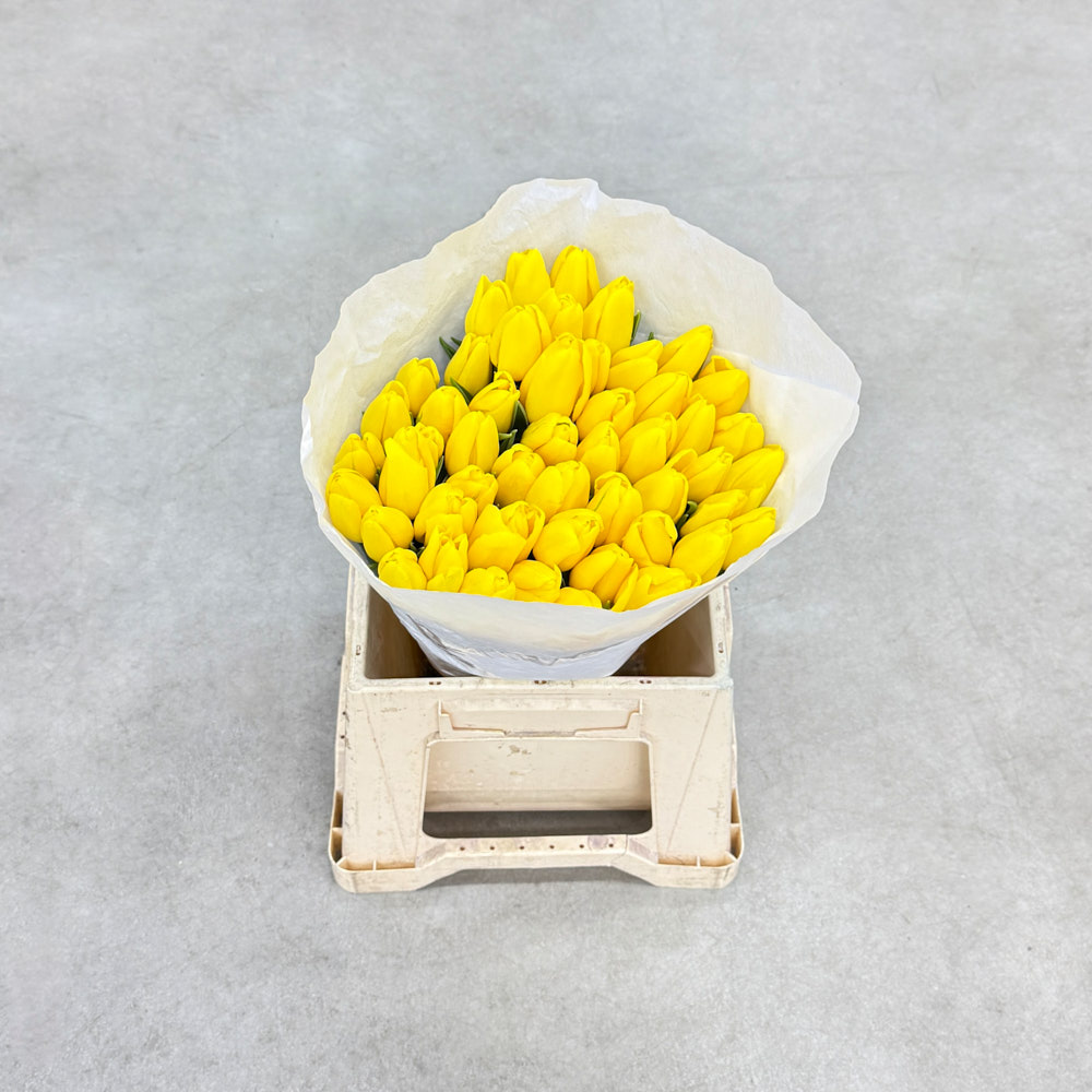 Тюльпан "Стронг голд"