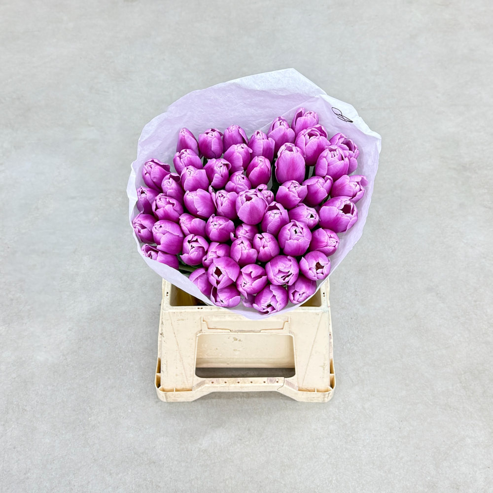 Тюльпан місцевий "Аргос"