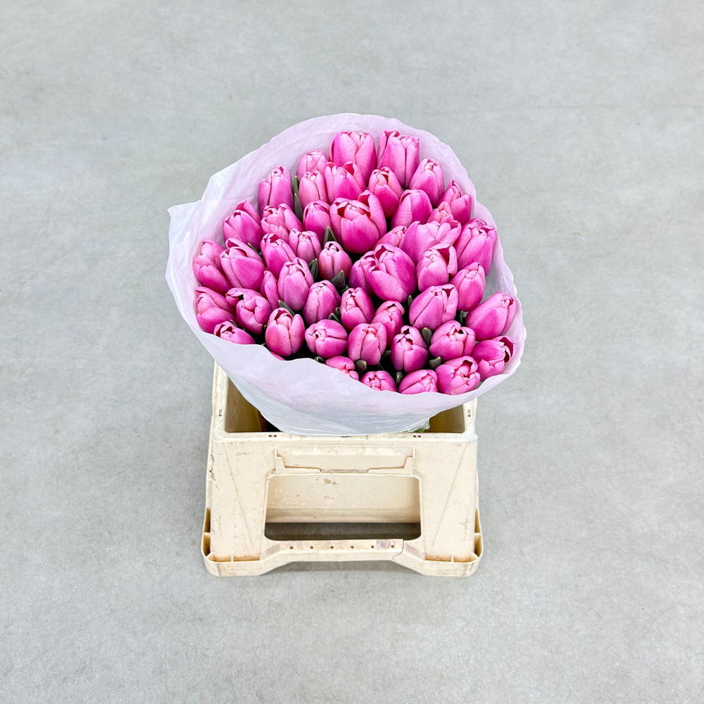 Тюльпан Трізор