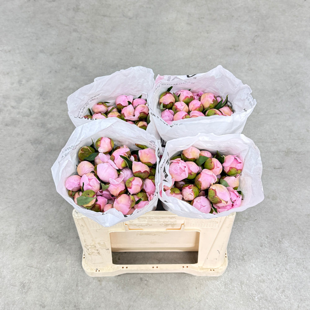 Peony "Alertie"