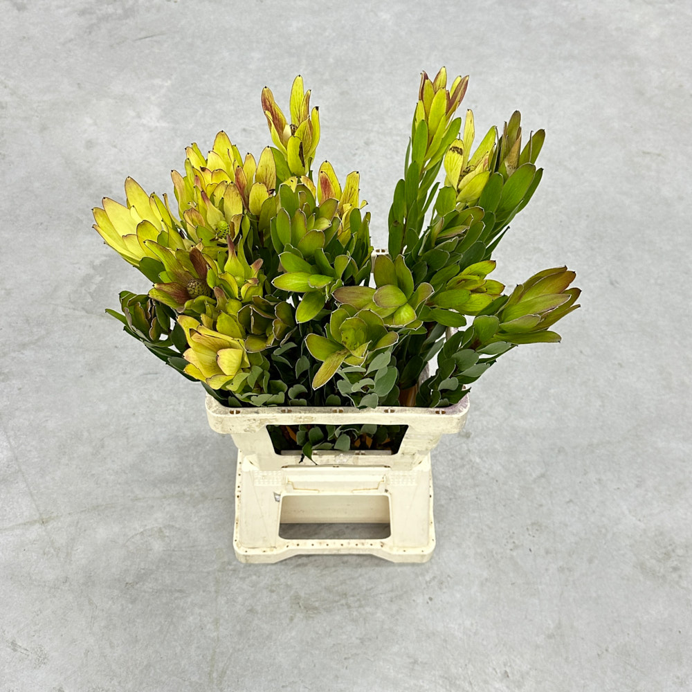 LEUCAD SAF GOLDSTRIK