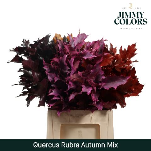 Куеркас "Autumn mix"