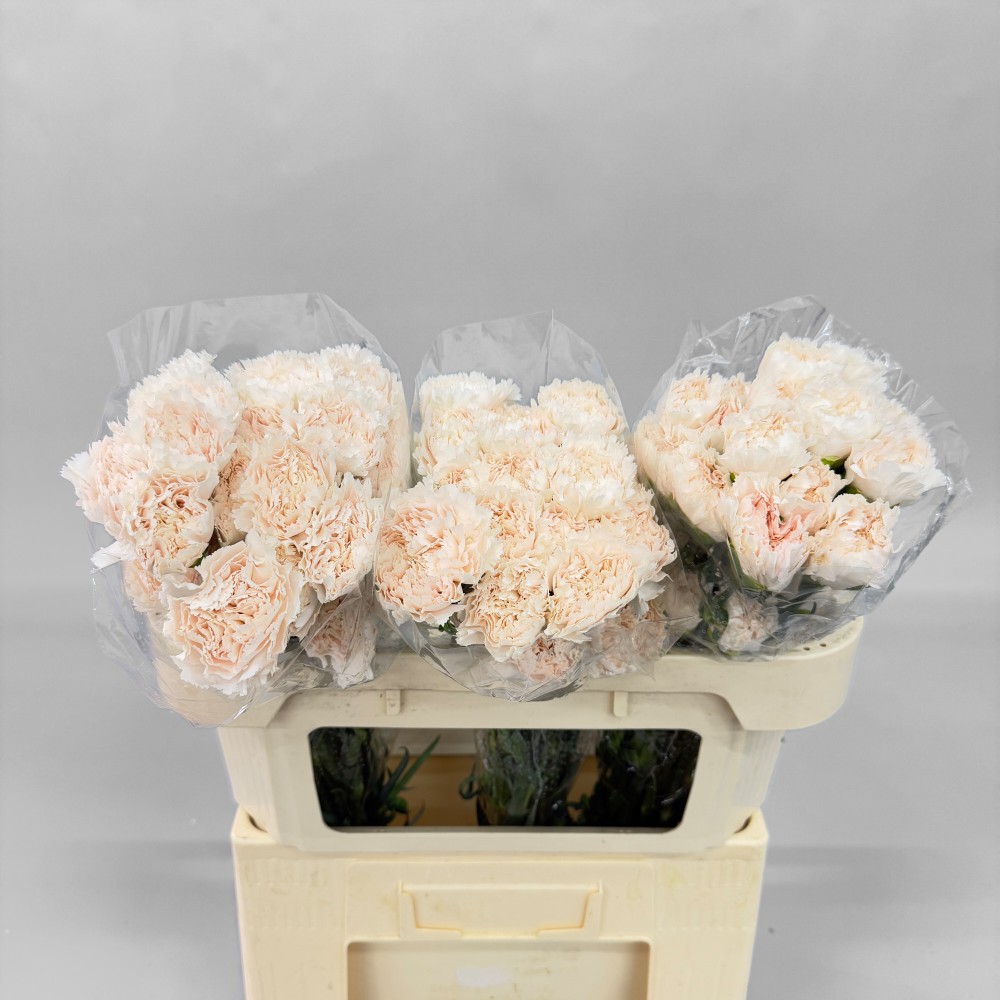 Гвоздика "Брют"