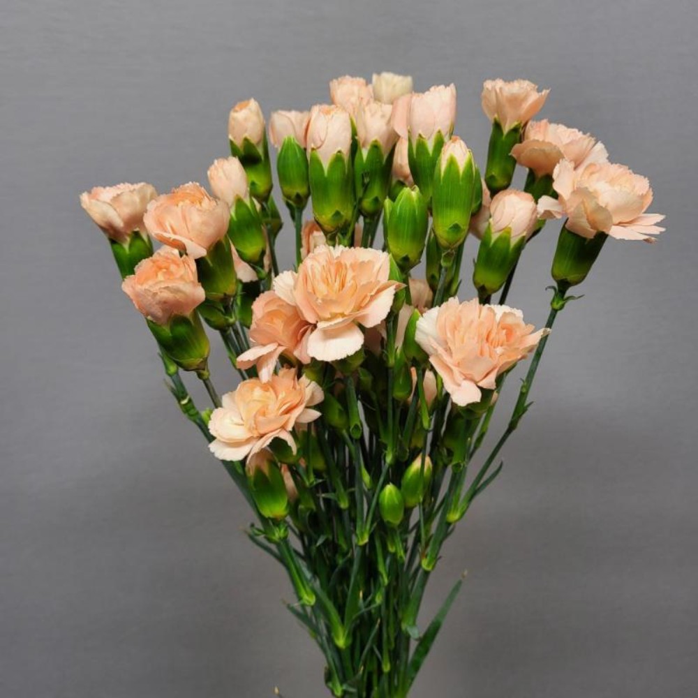 Гвоздика "Пейч"