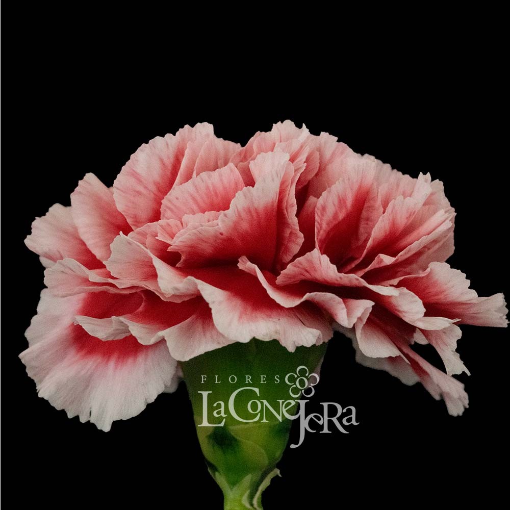 Гвоздика Біколор "Черіо"