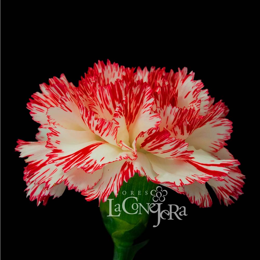 Гвоздика Біколор "Монтоя"