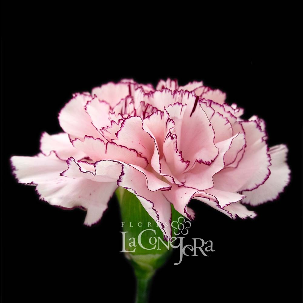 Гвоздика Біколор "Маріпоса"