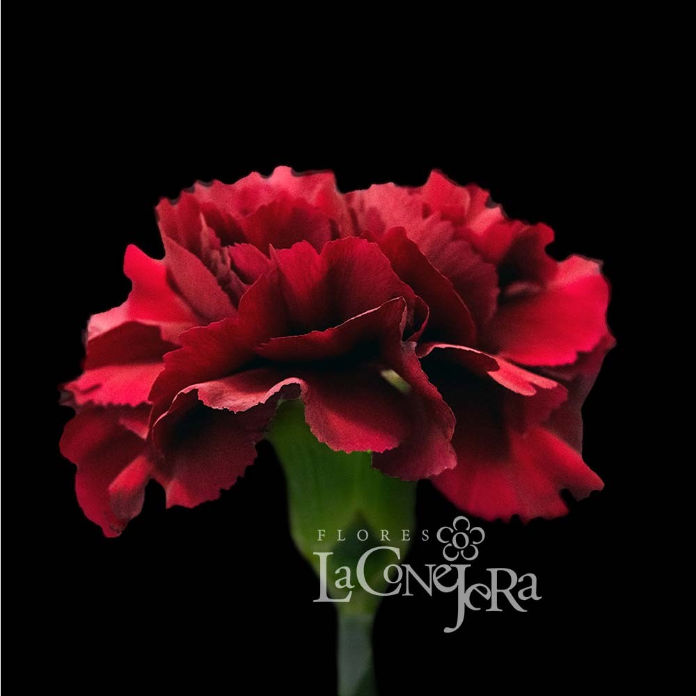 Гвоздика Бургунді "Зуріго"