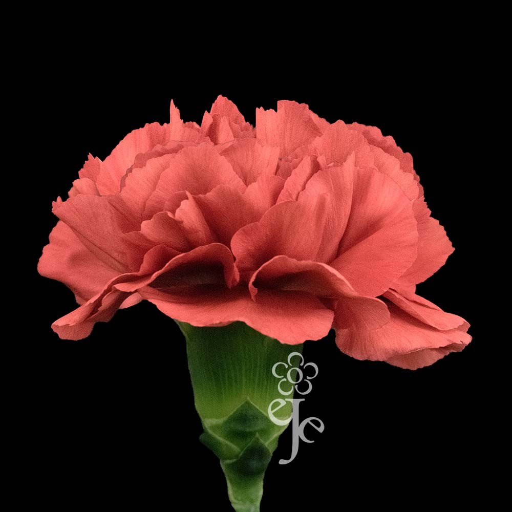 Гвоздика Коралова "Маджеста"