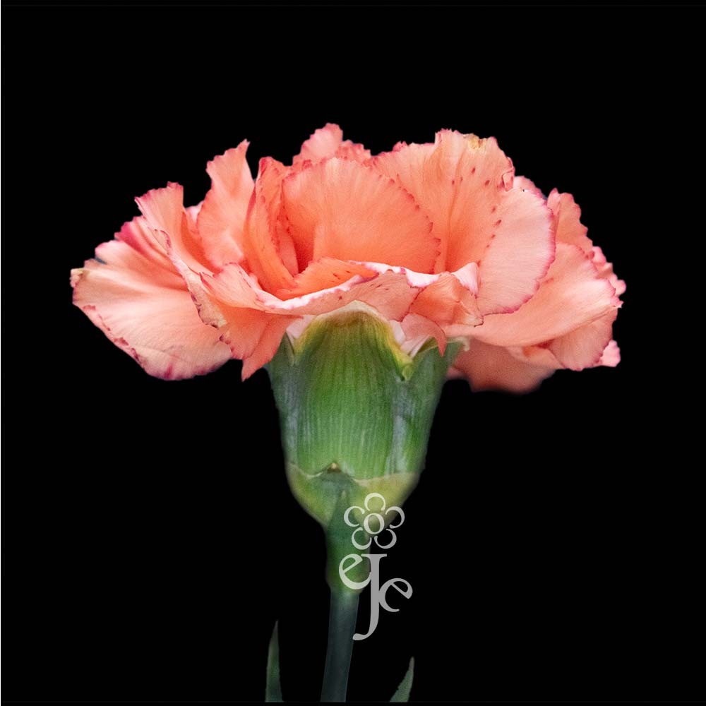 Гвоздика Біколор "Калімеро"