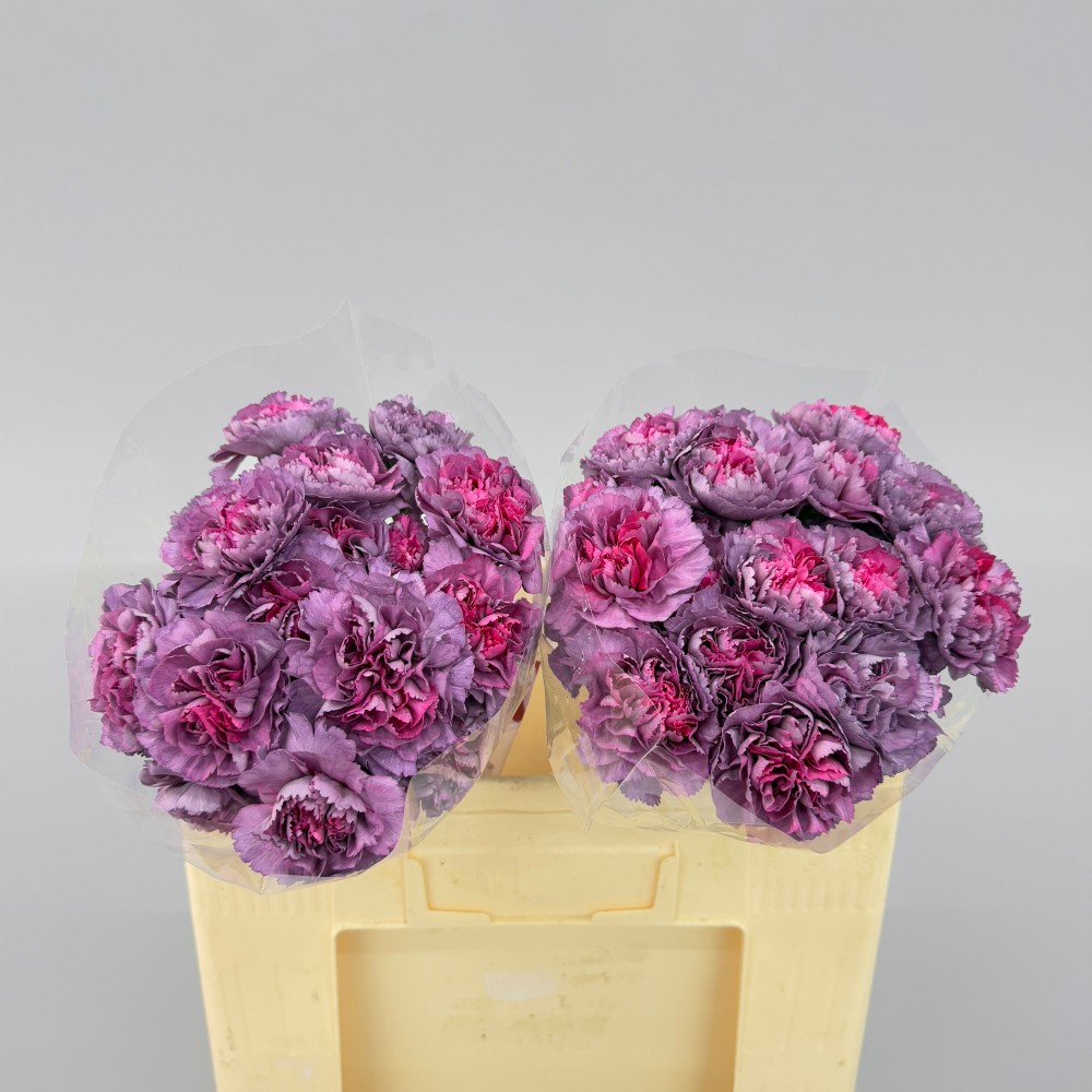 Гвоздика "Хипносис"