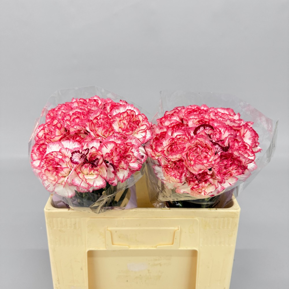 Гвоздика "Бакарат Пинк"