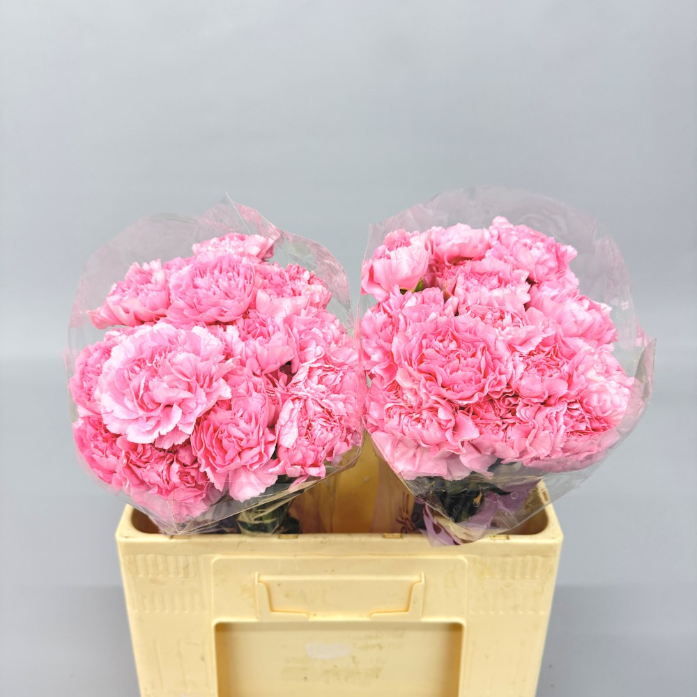 Гвоздика "Юлія"