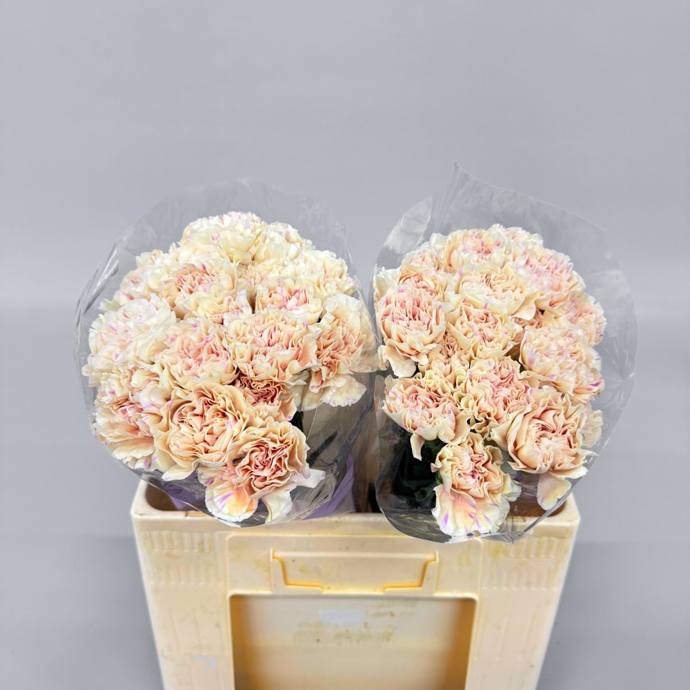 Гвоздика "Еппел Ти"