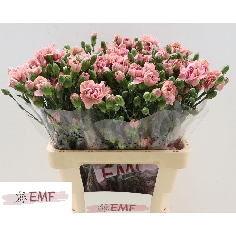 Гвоздика кущова "Міс Белла"