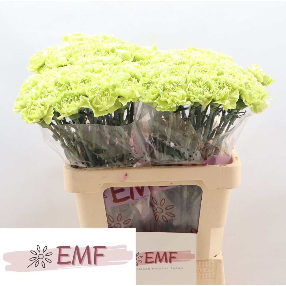 Гвоздика "Грін Марті"