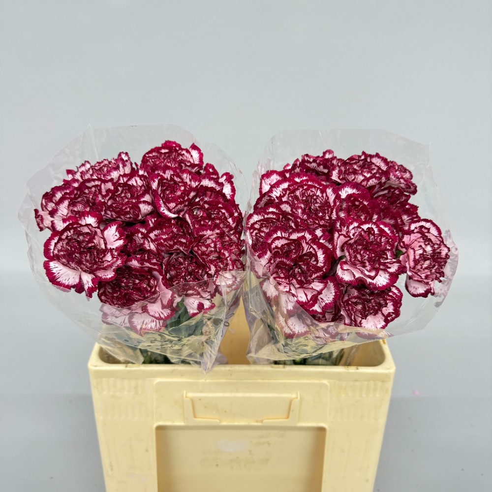 Гвоздика "Бакарат"