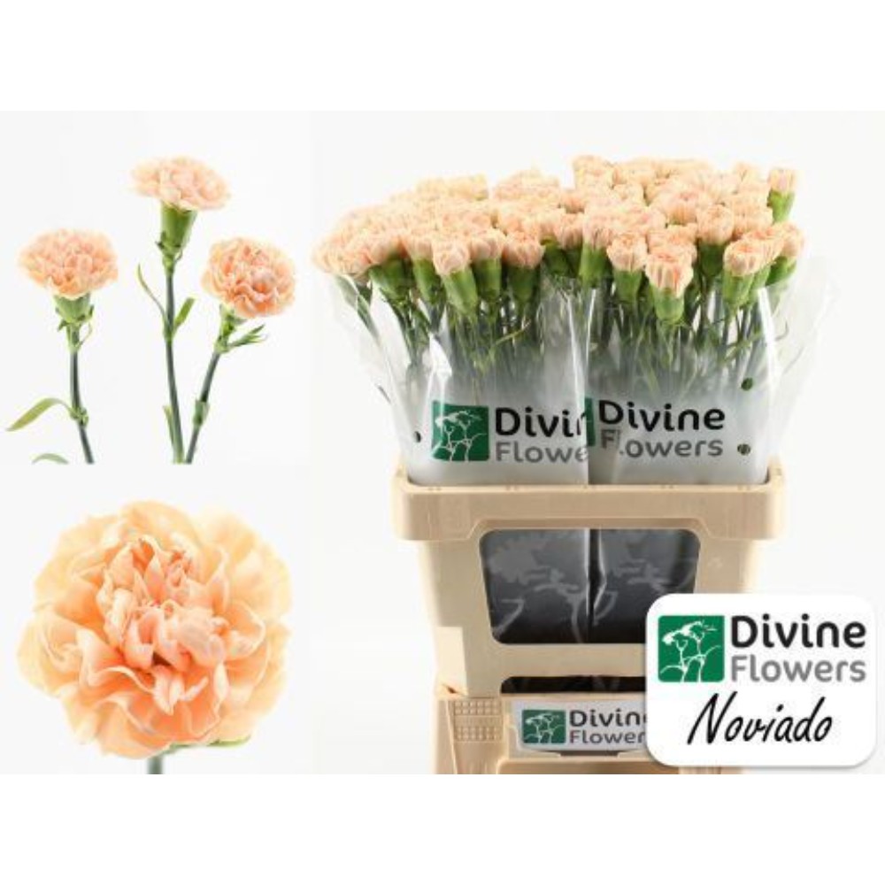 Гвоздика "Новіадо"