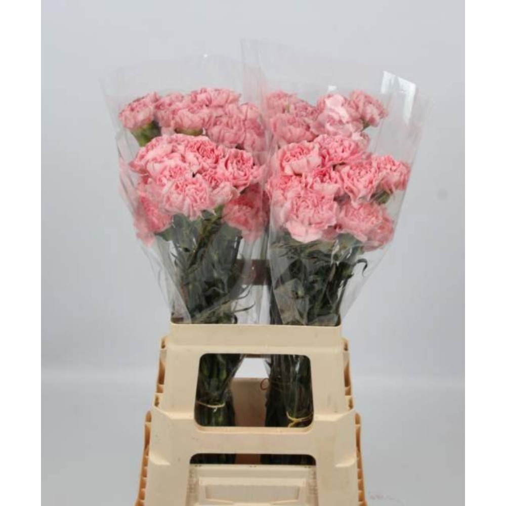 Гвоздика "Монтезума"